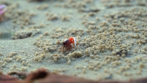 Male sand fiddler crab with a single enlarged claw, sipping and consuming micronutrients and forming