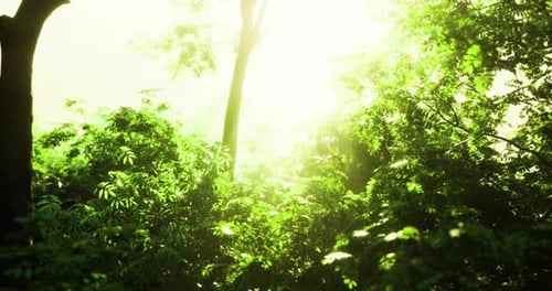 Sunlight Filtering Through Lush Greenery in a Serene Forest Setting
