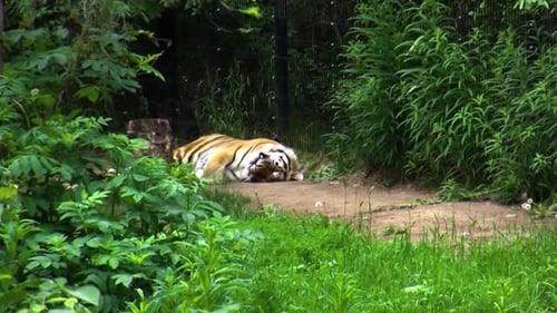 Tiger Resting in Shade Near Fence