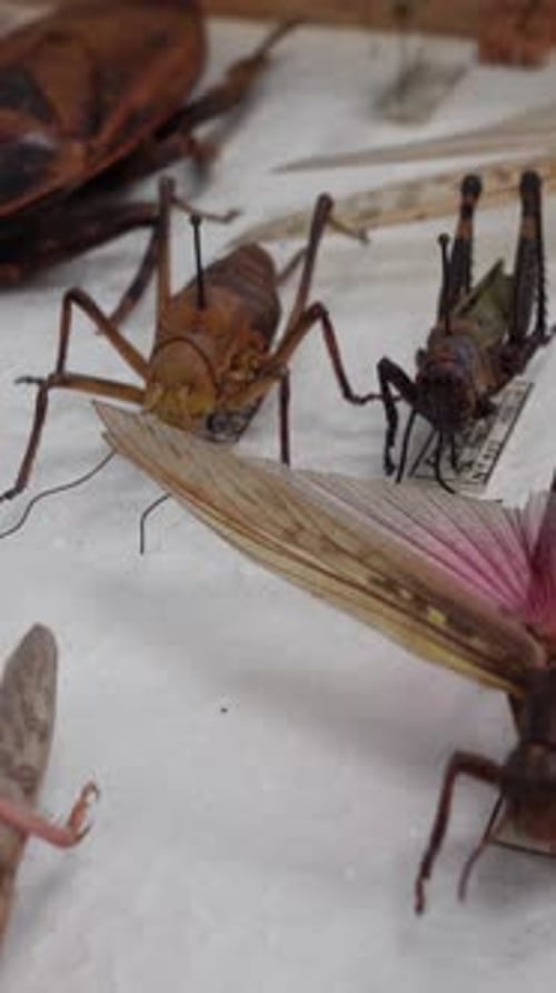 Vertical Video of Insect Collection 05