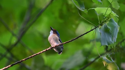 Bébé oiseau sur une vigne appelant sa maman, martin-pêcheur bagué Lacedo pulchella, Thaïlande