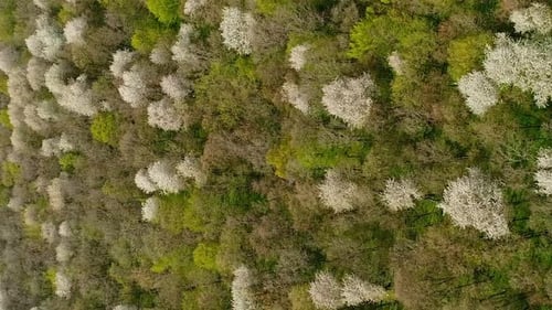Vertical Video Flight Over the Spring Ukrainian Forest in April Forest Cherries are Blooming