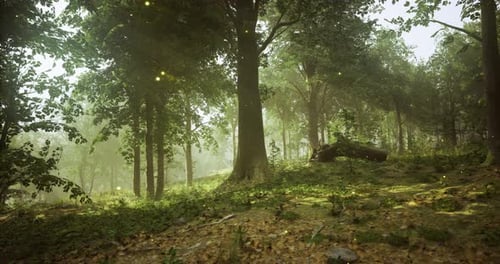 Lush Green Forest with Soft Sunlight Filtering Through the Trees