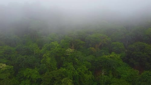Aerial view of misty foggy over beautiful paradise jungle