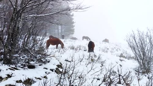 Horses Grazing in Snow on a Foggy Mountain