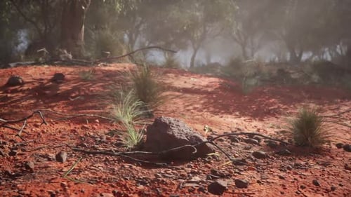 Dirt Field With Trees and Rocks