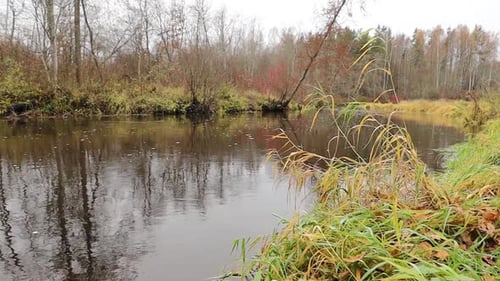 A calm river flows through an autumnal forest, surrounded by tall grass and leafless trees
