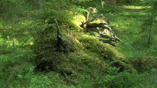 Uralter Mischwald. Moosiger Baumstumpf. Panorama nach rechts.