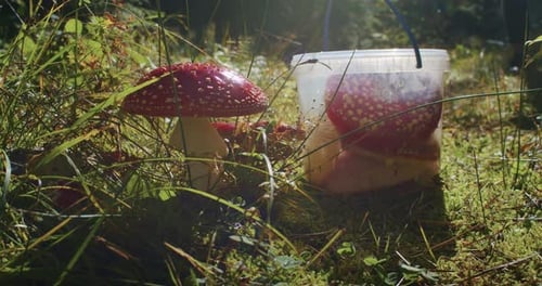 Red Fly Agaric Mushrooms Next to a Plastic Container in the Forest Foraging and Mycology Concept
