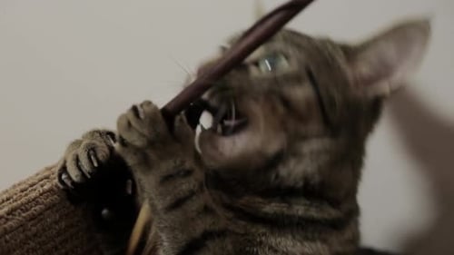 Un jeune chat saisit rapidement le jouet à plumes avec sa patte droite - gros plan
