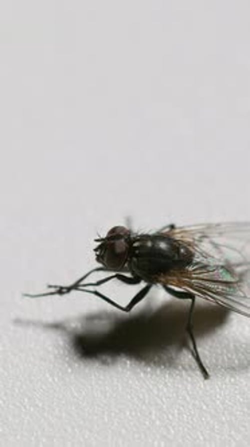 Vertical Video Closeup Fly Rubbing Limbs on White