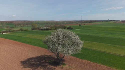 Eine Drohnenaufnahme fängt einen einsam blühenden Baum ein, der zwischen frisch gepflügter Erde und lebendiger Natur steht