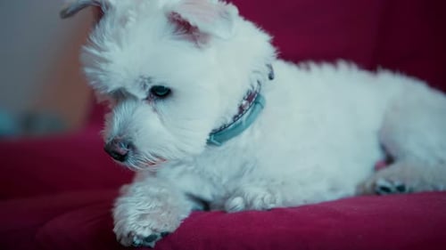 White Maltese Dog sitting on the red Couch Close Up
