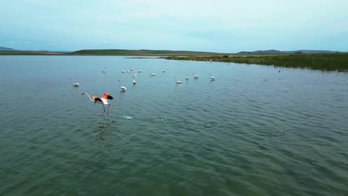 Several Groups of Flamingos in the Water