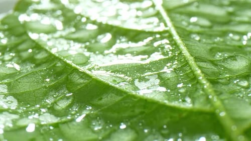 A close-up view of a green leaf covered in numerous water droplets.