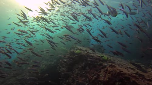 Tolles Licht bei einem Tauchgang bei Sonnenuntergang. Wunderschöne, mit Fischen bedeckte Korallen. Wunderschöne Farben