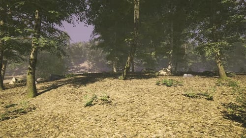 Forest Landscape with Sun Filtering Through Trees and Fallen Leaves