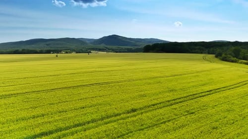 Vast green field under clear blue sky. A vast green field lies beneath a bright blue sky