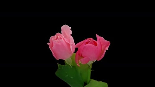 Pink Roses Blooming Elegantly in Time Lapse