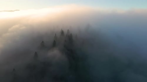 Aerial View of Moody Landscape Above Foggy Forest with Pine Trees Covering Mountain Hills at Sunset