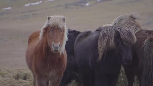Icelandic Horses Standing in Rural Pasture