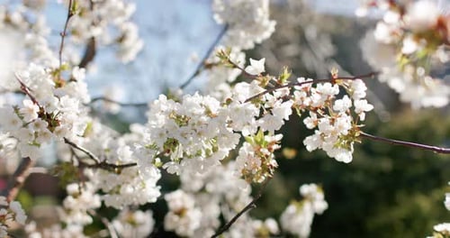 Flowering Cherry Blossom on a Cherry Tree Close Up Blossoming of White Petals of a Cherry Flower