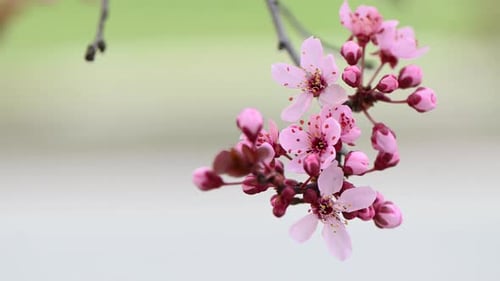 Pink cherry blossom tree spring