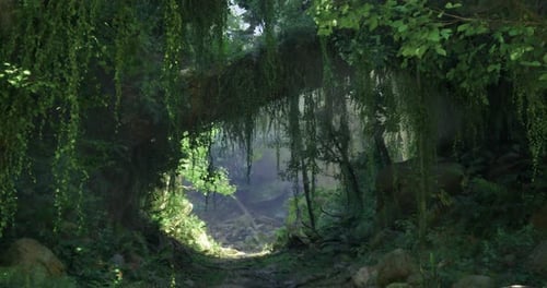 Forest Pathway Illuminated By Sunlight with Lush Greenery and Rocks
