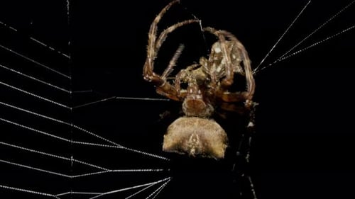 Spider Catches and Eat Butterfly in Spiderweb at Night
