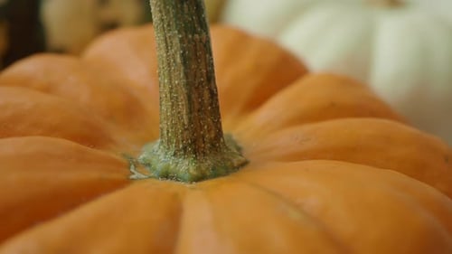 Close Up of a Small Orange Pumpkin