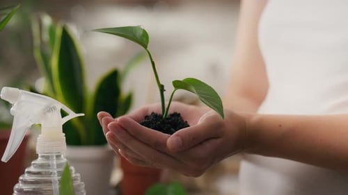 Plant care. Pregnant worker spends time caring for her homemade sprouts in the kitchen. Close-up