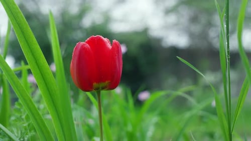 Beautiful Red Flower Plant Growing in Summer Garden. Close Up Aerial View