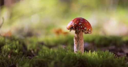 Fly agaric Mushroom In a forest.
