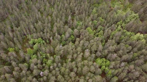 Pure nordic fir and pine forest in different shades of green - Top down forward moving aerial view