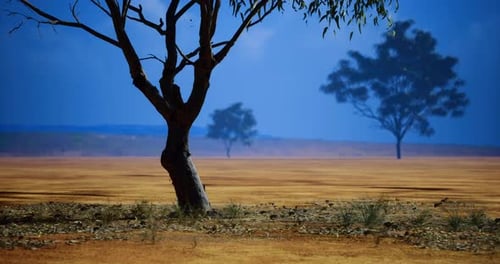 Majestic Trees Stand Tall in the Vast Expanse of a Serene Landscape at Dusk