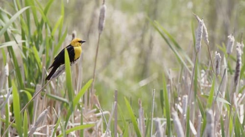 Yellow-headed Blackbird bobs on cattail reed on windy day in wetland
