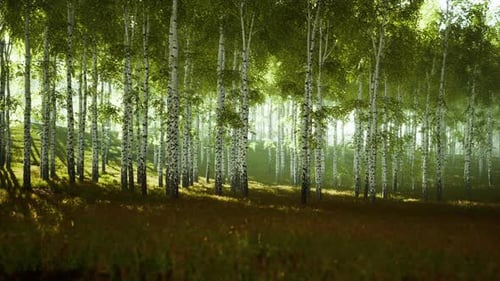 Birch Trees on the Green Grass