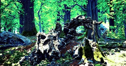 Mystical Forest with Ancient Roots and Vibrant Lush Greenery in Sunlight
