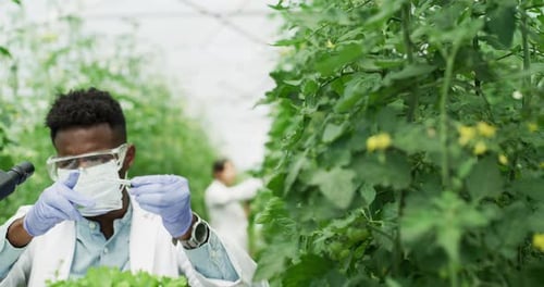 Scientist, greenhouse and plant inspection with microscope for innovation