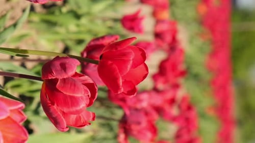 Pink Tulip Flowers Blooming in the Garden Field Landscape Vertical Footage Beautiful Spring Garden