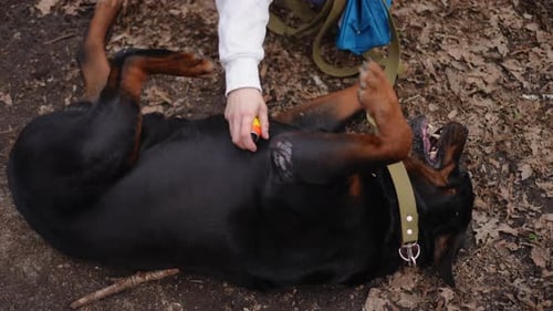 Female Hand Spraying Anti Insect Repellent Spray on Dog Lying on Ground in Forest High Angle View