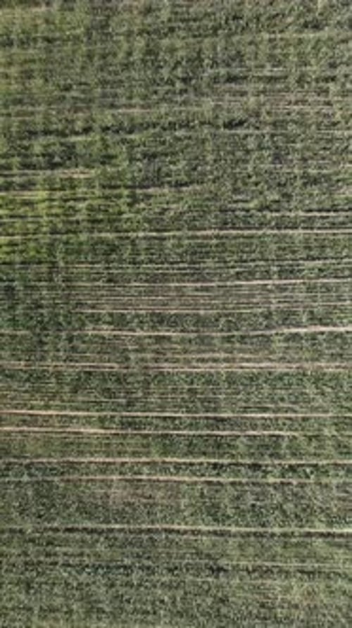 Aerial View on Green Wheat Field in Countryside Field of Wheat Blowing in the Wind at Sunny Spring
