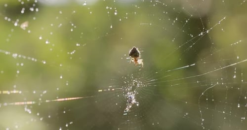 Raindrops on the spider web. Cobwebs in small drops of rain.
