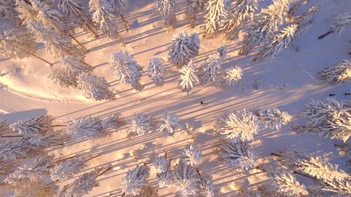 Lonely Runer in Winter Forest