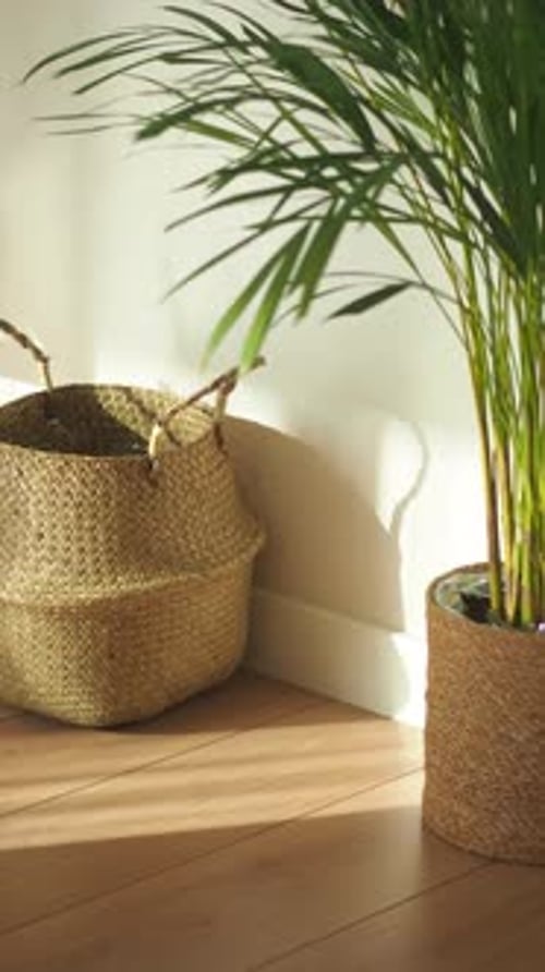 Indoor Plants Adding Warmth to a Cozy Corner