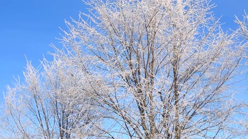 Weißes Waldeis, Schwein und Schnee bedeckten kahle Bäume und Äste an einem sonnigen Wintertag, blauer Himmel.