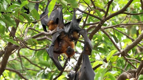 Lyles fliegender Fuchs (Pteropus lylei) auf einem Baum, tierische Hintergründe.