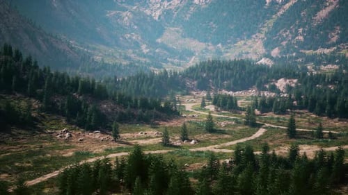 A Winding Road Surrounded By Lush Green Trees in a Serene Forest Setting
