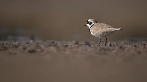 Close-up of a Little ringed plover (likely) meticulously searching for food.