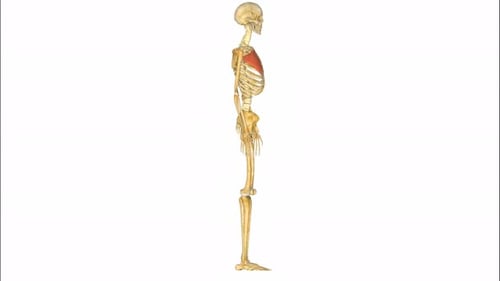 3D Animated Human Skeleton with Highlighted Chest Muscles